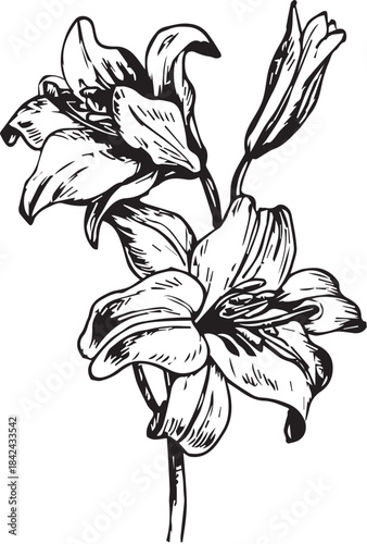 Vector illustration of blooming lilies with leaves, drawn in an intricate ink-style. Good for tattoos, logos, coloring pages, botanical prints, packaging, and decorative design projects