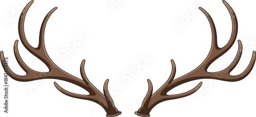 Vector illustration of a pair of detailed deer or elk antlers, isolated wild animal and hunting element