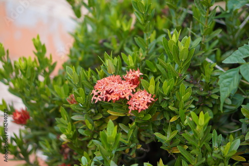 Vibrant Red and Pink Ixora Coccinea Cluster Amidst Dark Green Foliage: A Detailed Full-Frame Close-up of Dense Tropical Flowers, Reflecting the Beauty of a Lush, Colorful Garden