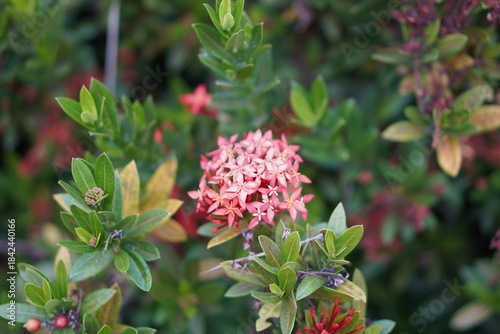 Vibrant Red and Pink Ixora Coccinea Cluster Amidst Dark Green Foliage: A Detailed Full-Frame Close-up of Dense Tropical Flowers, Reflecting the Beauty of a Lush, Colorful Garden