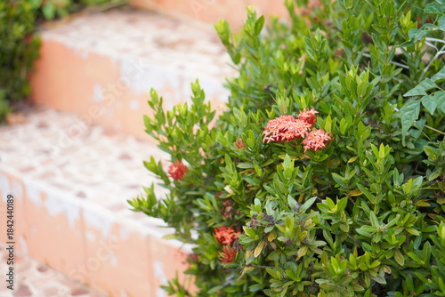 Vibrant Red and Pink Ixora Coccinea Cluster Amidst Dark Green Foliage: A Detailed Full-Frame Close-up of Dense Tropical Flowers, Reflecting the Beauty of a Lush, Colorful Garden