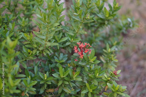 Vibrant Red and Pink Ixora Coccinea Cluster Amidst Dark Green Foliage: A Detailed Full-Frame Close-up of Dense Tropical Flowers, Reflecting the Beauty of a Lush, Colorful Garden