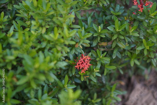 Vibrant Red and Pink Ixora Coccinea Cluster Amidst Dark Green Foliage: A Detailed Full-Frame Close-up of Dense Tropical Flowers, Reflecting the Beauty of a Lush, Colorful Garden