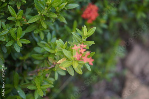 Vibrant Red and Pink Ixora Coccinea Cluster Amidst Dark Green Foliage: A Detailed Full-Frame Close-up of Dense Tropical Flowers, Reflecting the Beauty of a Lush, Colorful Garden