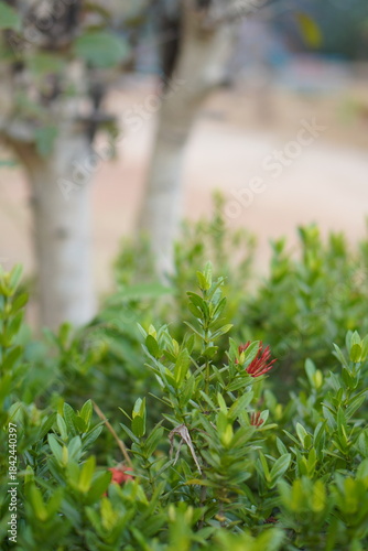 Vibrant Red and Pink Ixora Coccinea Cluster Amidst Dark Green Foliage: A Detailed Full-Frame Close-up of Dense Tropical Flowers, Reflecting the Beauty of a Lush, Colorful Garden