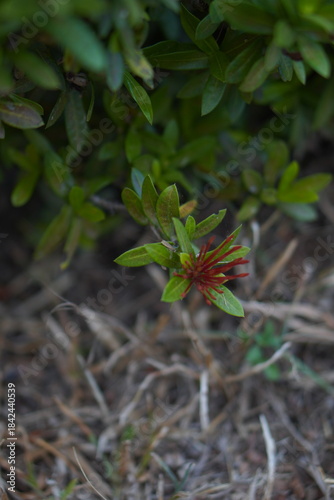Vibrant Red and Pink Ixora Coccinea Cluster Amidst Dark Green Foliage: A Detailed Full-Frame Close-up of Dense Tropical Flowers, Reflecting the Beauty of a Lush, Colorful Garden