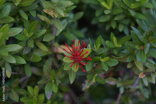 Vibrant Red and Pink Ixora Coccinea Cluster Amidst Dark Green Foliage: A Detailed Full-Frame Close-up of Dense Tropical Flowers, Reflecting the Beauty of a Lush, Colorful Garden