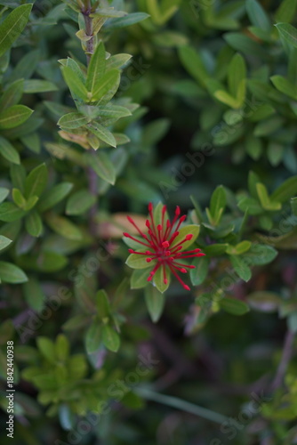 Vibrant Red and Pink Ixora Coccinea Cluster Amidst Dark Green Foliage: A Detailed Full-Frame Close-up of Dense Tropical Flowers, Reflecting the Beauty of a Lush, Colorful Garden
