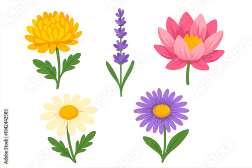 Colorful spring and summer flowers set including chrysanthemum, lavender, and lotus