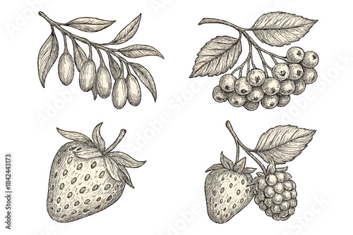 Hand-drawn sketches of fruits including strawberries, rowan berries, olives, and blackberries on a simple background