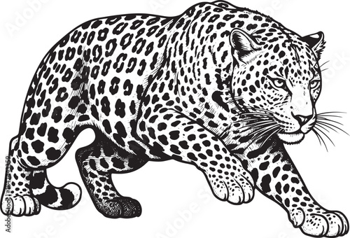 Striking Engraving of a Leopard Stalking its Prey in the Wild Bl
