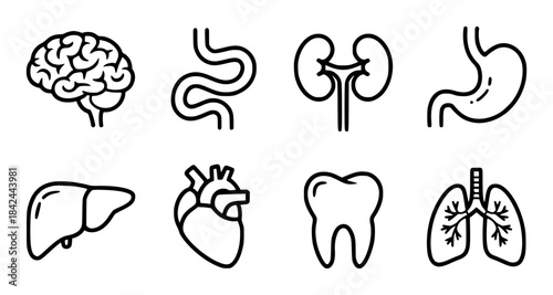 Black and white line of human organs brain intestines