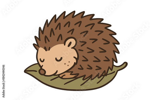 Cute sleeping hedgehog curled up resting on a large green leaf during the autumn season
