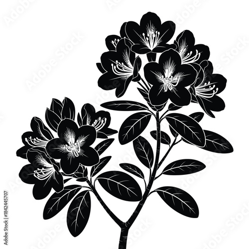 Detailed black and white illustration of blooming rhododendron flowers and stems
