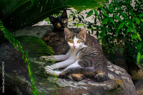 岩の上の２匹の野良猫の子猫