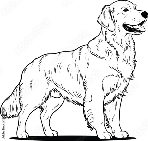 Black and white line drawing of a happy golden retriever dog standing animal canine
