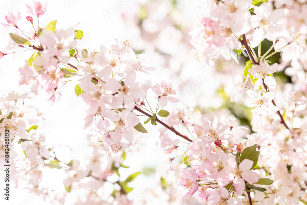 Obraz premium Vibrant Cherry Tree Blooming in Spring Sunlight, Pink Blossoms and Nature Renewal Concept