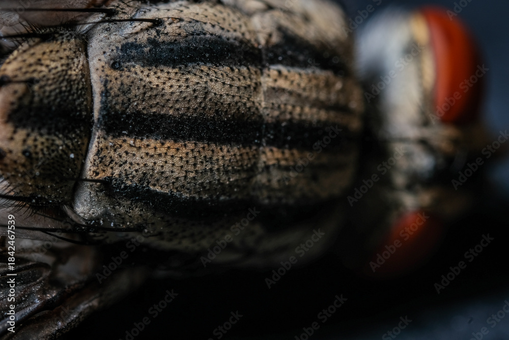 Fototapeta premium xtreme Macro Photography Highlighting the Striking Longitudinal Stripes and Pitted Texture of a Fly's T