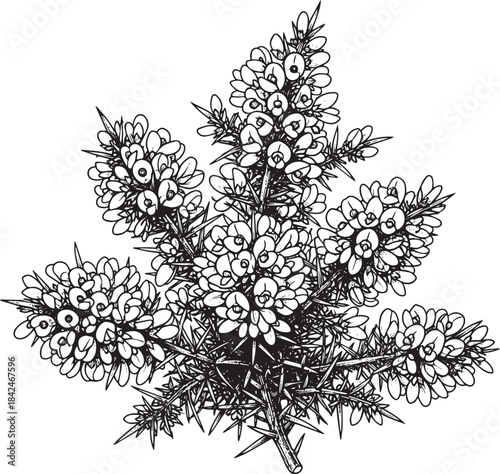 Monochrome etching showcasing clusters of gorse flowers and pric