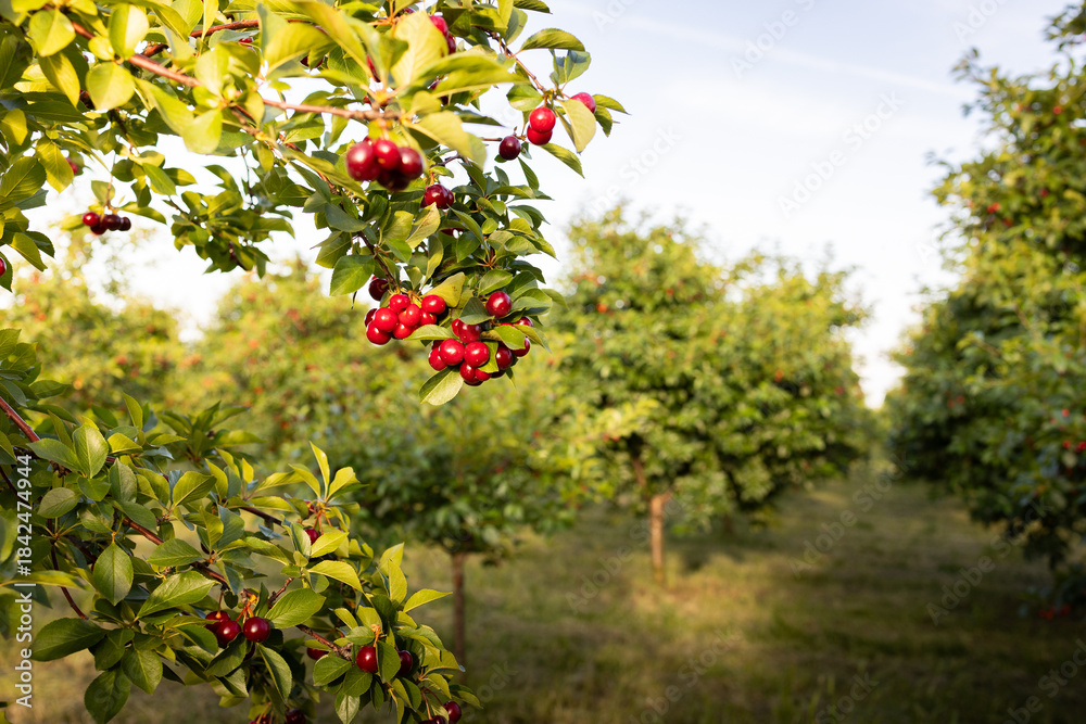 Fototapeta premium Red sour cherries growing on a cherry tree.