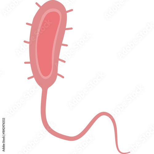 Vibrio cholerae illustration