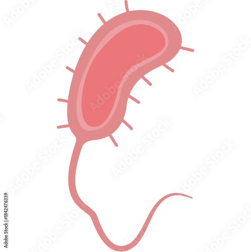 Vibrio cholerae illustration