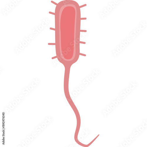 Vibrio cholerae illustration