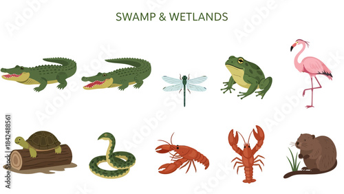Illustration of swamp and wetland animals including alligators a turtle snake dragonfly frog flamingo lobster and beaver