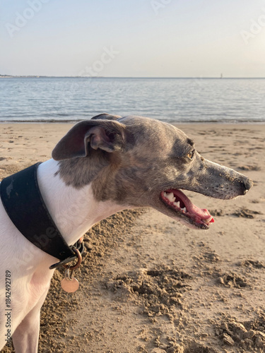 Whippet dog portrait side profile on sandy beach, vertical