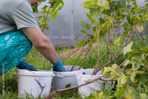 Currant bush seedlings in plastic buckets. A man transplants currant bushes.