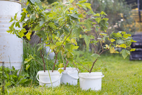 Currant bush seedlings in plastic buckets. A man transplants currant bushes.