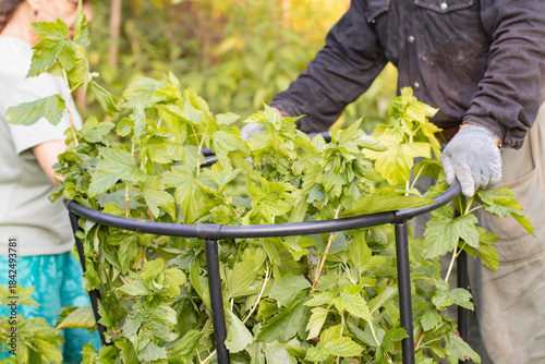 Two people are tying up a currant bush. People are tending the garden.