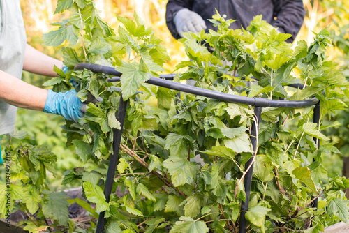 Two people are tying up a currant bush. People are tending the garden.