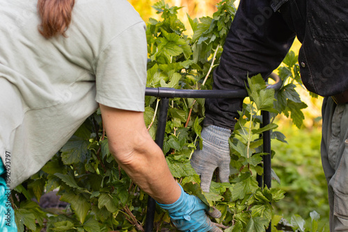 Two people are tying up a currant bush. People are tending the garden.