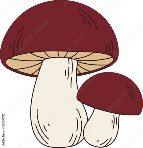 Mushroom illustration: edible fungi drawing, brown cap mushroom, white stem, fungus art, nature food art