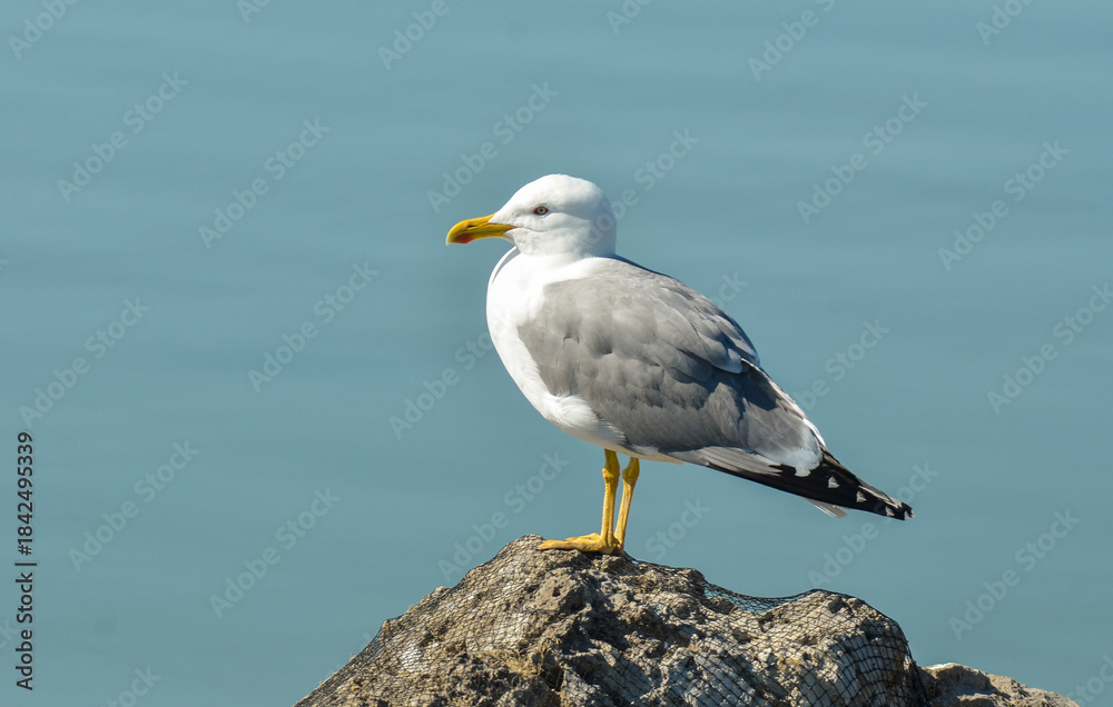 Obraz premium Goéland leucophée