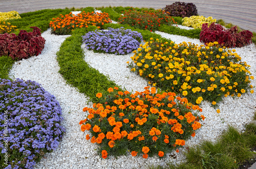 Multi-colored flower bed in the park in Kyiv, Europe. Scenic view of colourful flowers in bloom at Summer or Autumn
