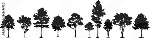 Diverse collection of deciduous and coniferous tree silhouettes on white background Keywords: tree, silhouette, deciduous