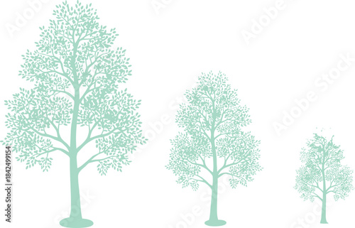 Three Pale Green Trees with Detailed Foliage exploding illustration