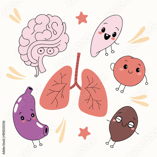 Cute cartoon human internal organs illustration for children's education and biology learning.