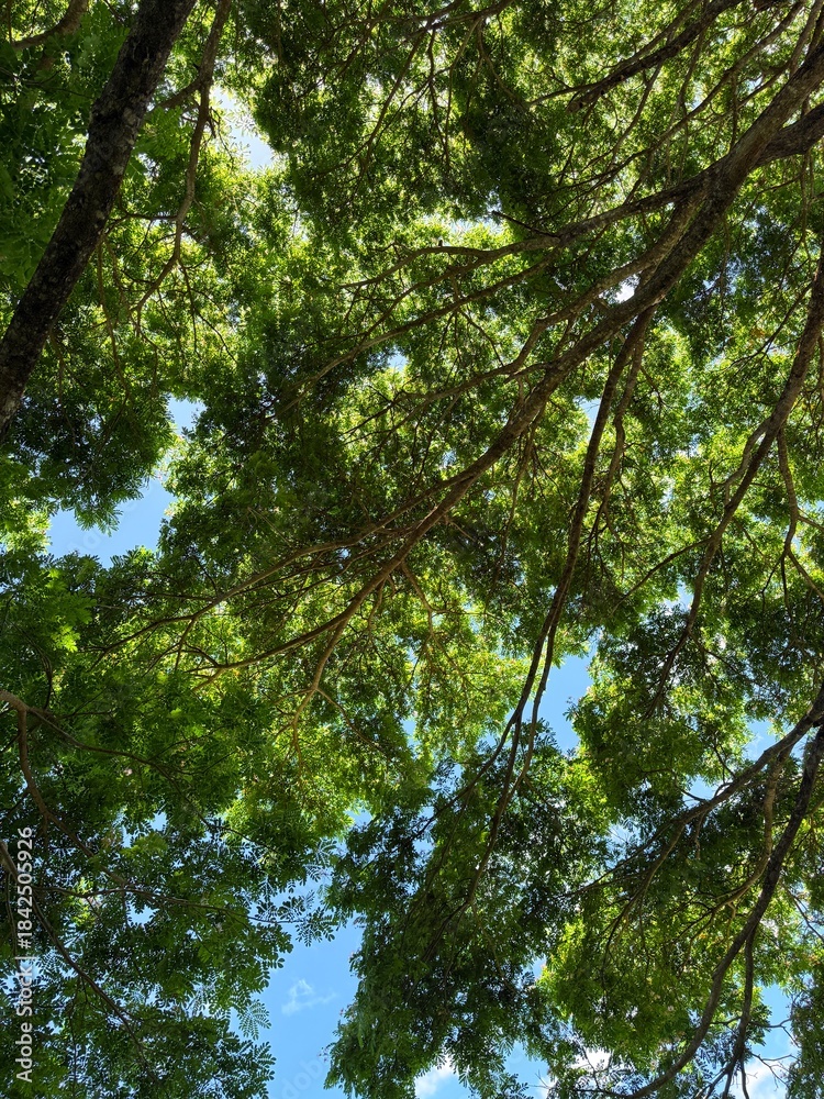 Fototapeta premium trees in the forest
