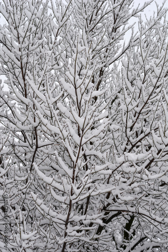 Wallpaper Mural Almost black tree branches coated in thick white snow, conveying a sense of cold and wintry stillness Torontodigital.ca