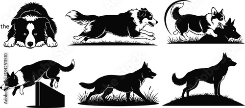 Border Collie illustrations, herding dog poses, jumping, running, lying down, alert stance, vector art, black blue style, active pets
