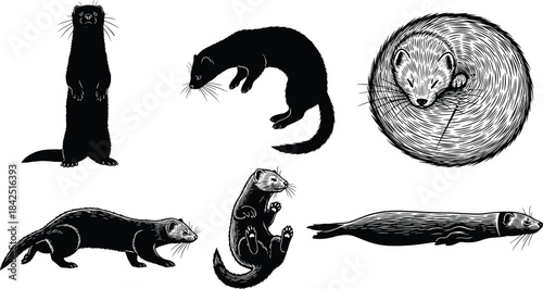 Ferret illustrations, black and white line art, playful poses, sleeping, walking, sliding, vector drawing, stylized animals, pet behavior