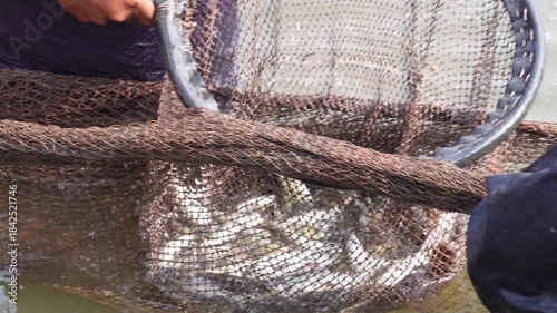 fishermen using a large net to catch fish