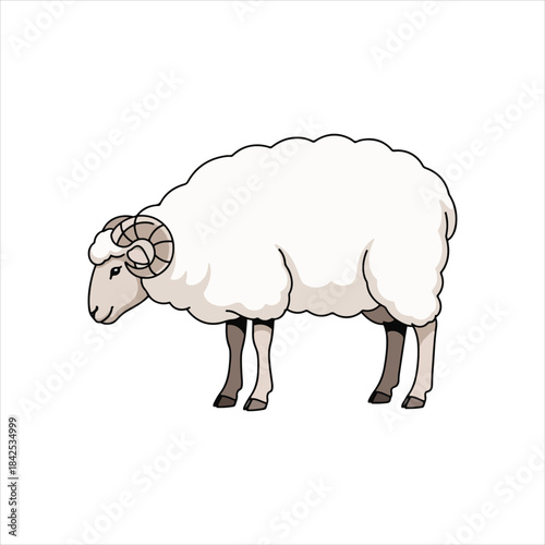 A full-body illustration of a white sheep (or ram) with large, curved horns, standing with thick, fluffy wool