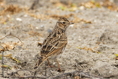 砂の上のヒバリ