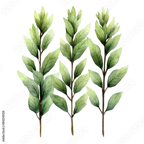 Cypress Plant, watercolor illustration vector, isolated on a white background.