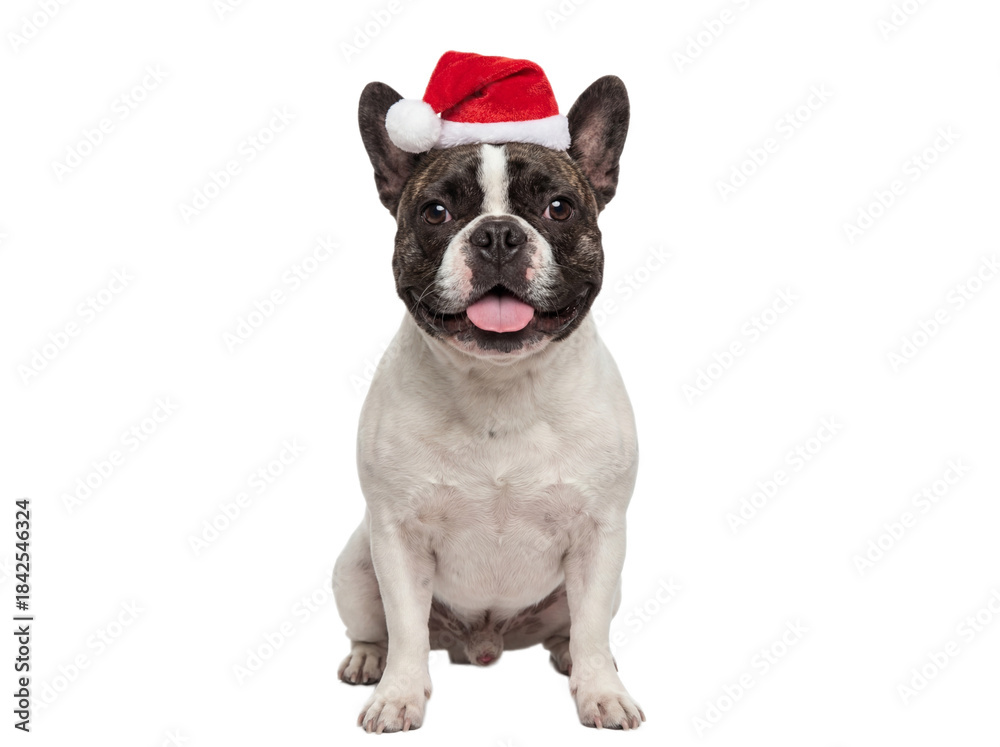 Fototapeta premium Cute French Bulldog dog sitting in Santa hat, isolated on transparent background, Christmas pet portrait