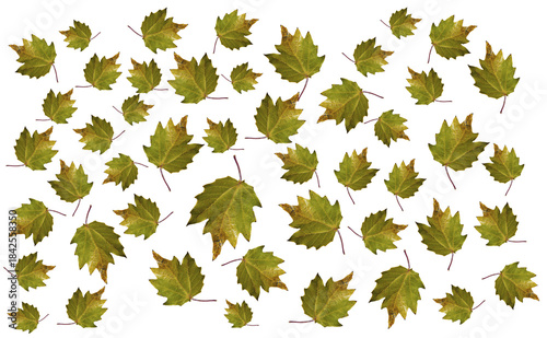 Fondo de hojas otoñales.